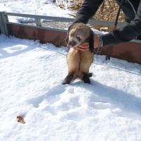 Furette de compagnie #1