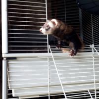 Furette de compagnie #2