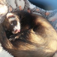 Furette de compagnie #3