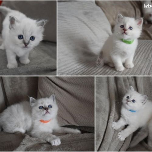 Chaton mâle sacré de birmanie loof #2