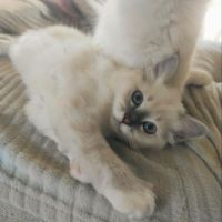 Chaton mâle sacré de birmanie loof #0