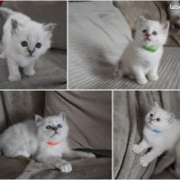 Chaton mâle sacré de birmanie loof #2