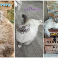 Chaton mâle sacré de birmanie loof #3