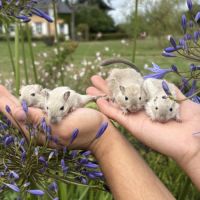 Gerbilles sociabilisées