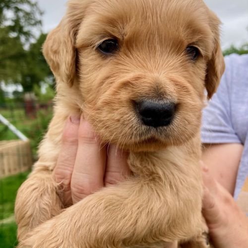 Chiots golden retriever #3