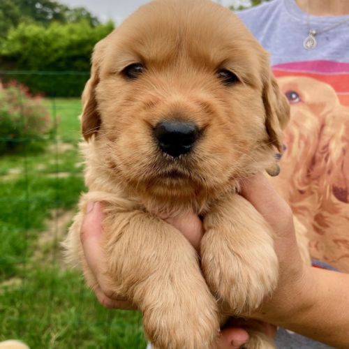 Chiots golden retriever #5