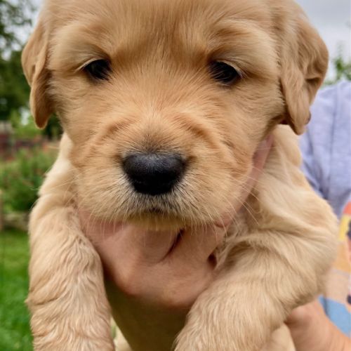 Chiots golden retriever #6