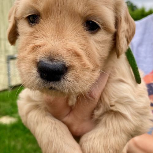 Chiots golden retriever #7