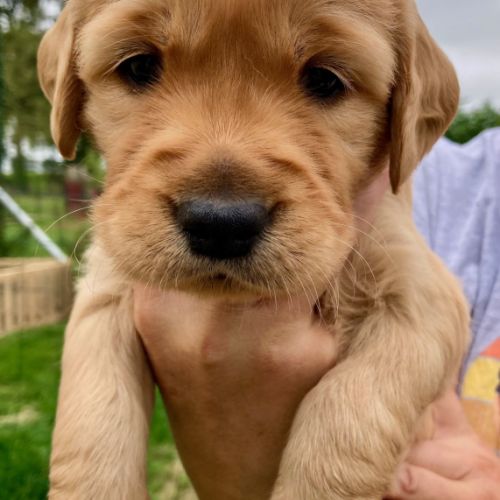 Chiots golden retriever #8