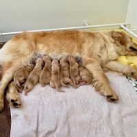 Chiots golden retriever