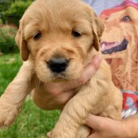 Chiots golden retriever #2