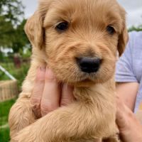 Chiots golden retriever #3