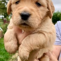 Chiots golden retriever #4