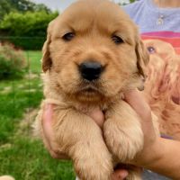 Chiots golden retriever #5