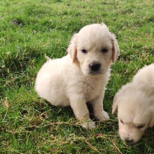 Chiots golden retriever non lof #1