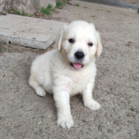 Chiots golden retriever non lof #2