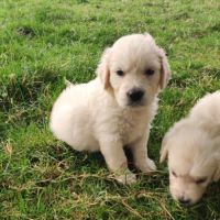 Chiots golden retriever non lof #1