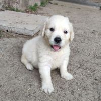 Chiots golden retriever non lof #2