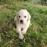 Chiots golden retriever non lof