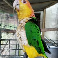 Couple caiques ventre blanc