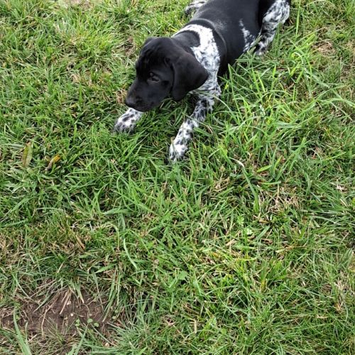 Chiots braque allemand exceptionnels #1