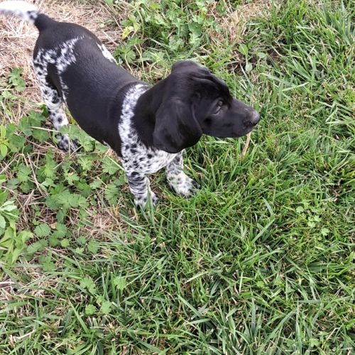 Chiots braque allemand exceptionnels #0