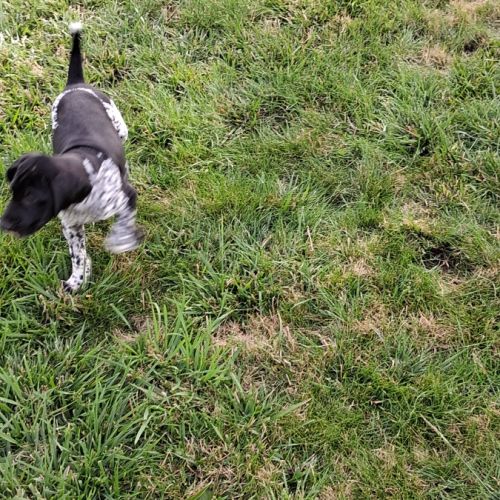 Chiots braque allemand exceptionnels #5