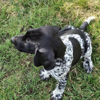 Chiots braque allemand exceptionnels #2