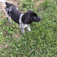 Chiots braque allemand exceptionnels