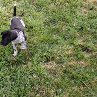 Chiots braque allemand exceptionnels #5