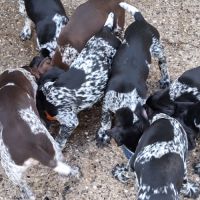 Chiots braque allemand exceptionnels #6