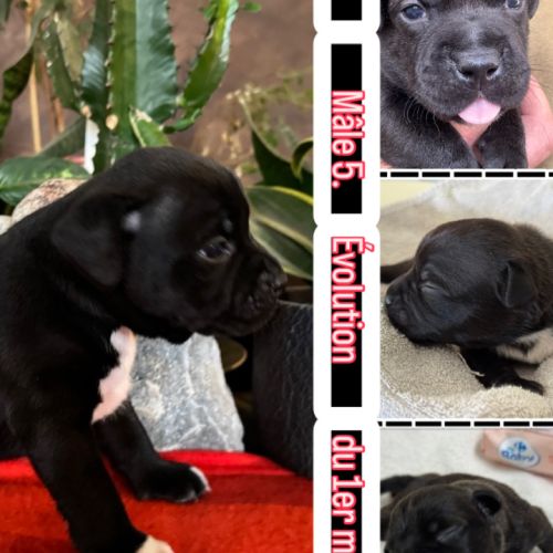 À réserver chiot staffy of lnm’s guardian #0