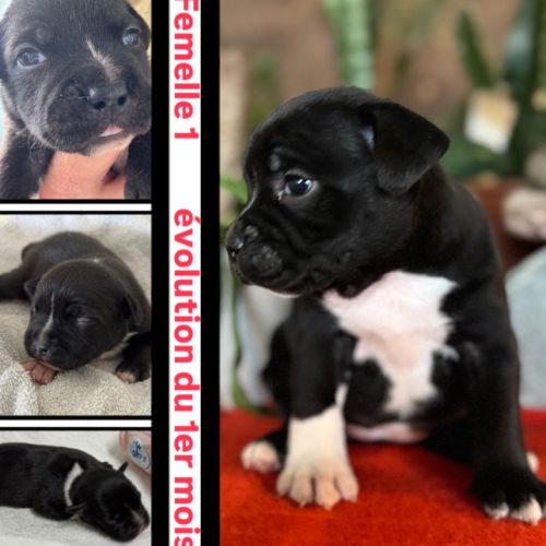 À réserver chiot staffy of lnm’s guardian #3