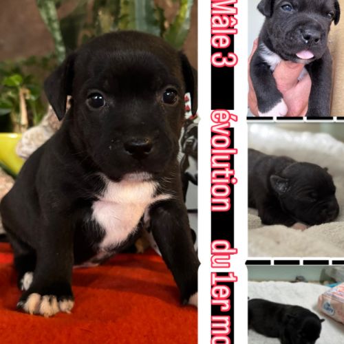 À réserver chiot staffy of lnm’s guardian #5