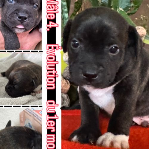 À réserver chiot staffy of lnm’s guardian #6