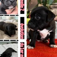 À réserver chiot staffy of lnm’s guardian #2