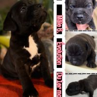 À réserver chiot staffy of lnm’s guardian #4