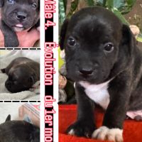 À réserver chiot staffy of lnm’s guardian #6