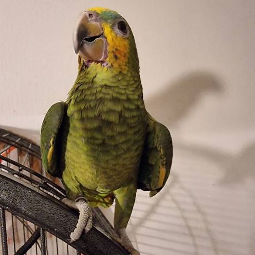 Perroquet très mignon à vendre #1