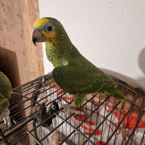 Perroquet très mignon à vendre #0