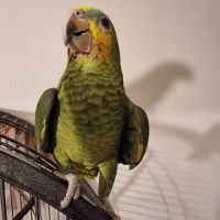 Perroquet très mignon à vendre #1