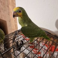 Perroquet très mignon à vendre