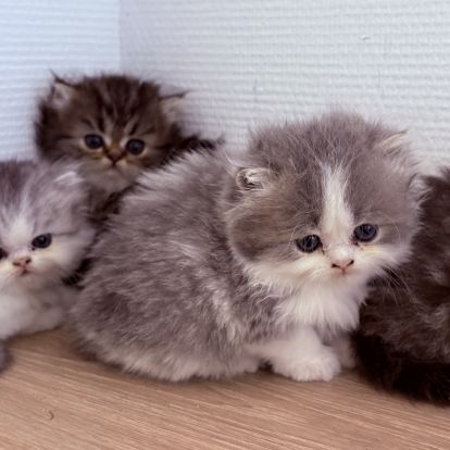 Bébé persans chinchilla #2