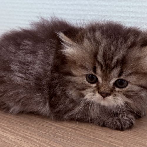 Bébé persans chinchilla #3