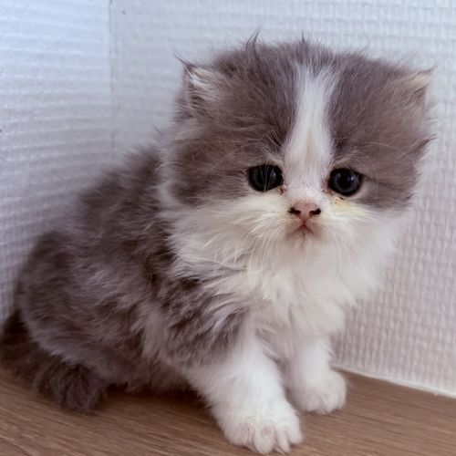 Bébé persans chinchilla #4