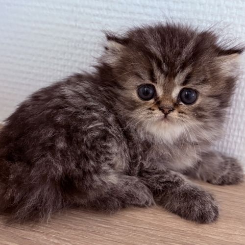 Bébé persans chinchilla #6