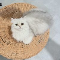 Bébé persans chinchilla