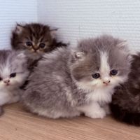 Bébé persans chinchilla #2