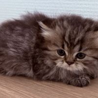 Bébé persans chinchilla #3