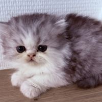 Bébé persans chinchilla #5
